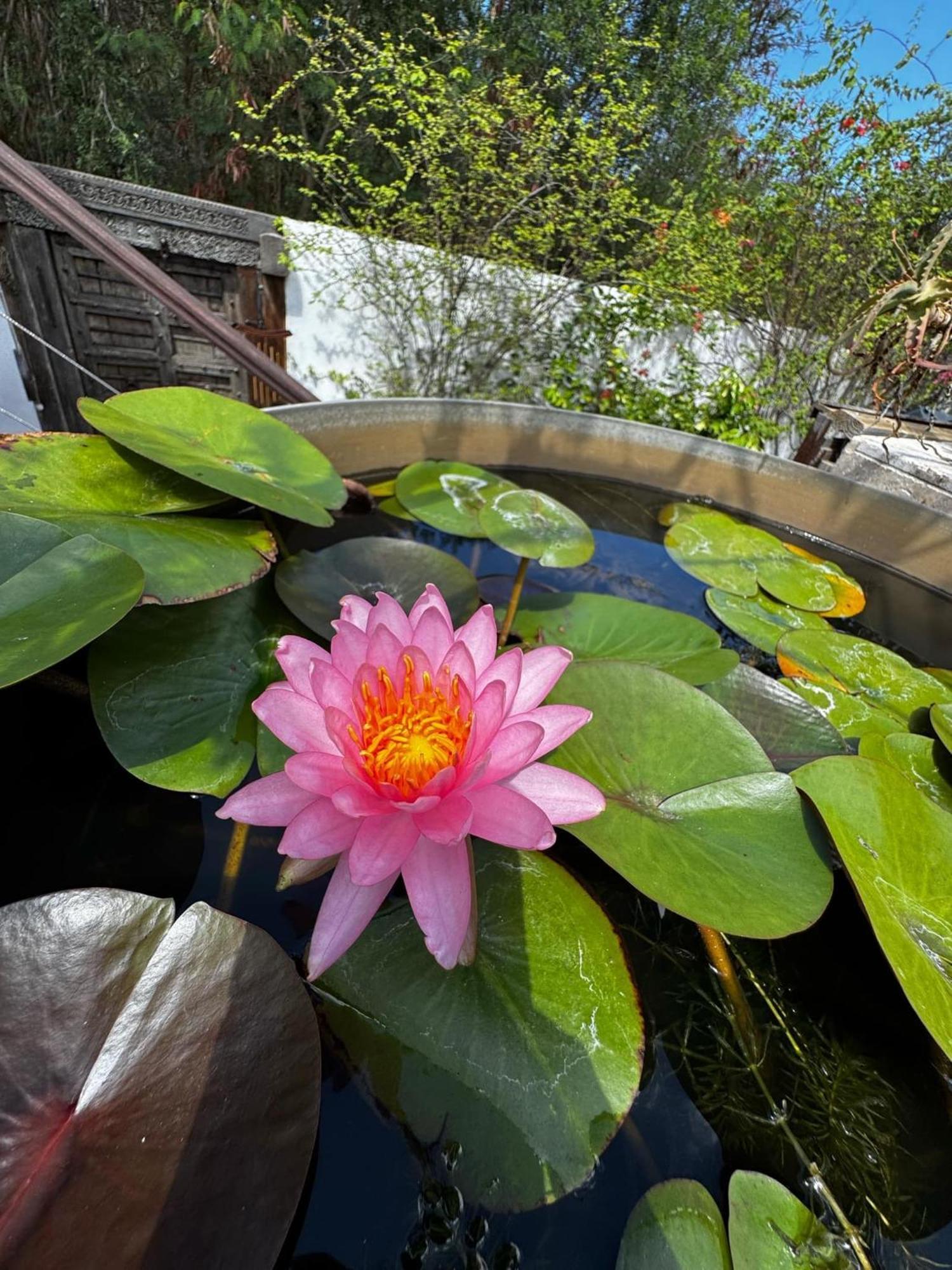Lotus Garden - Ile De La Reunion Βίλα Ravine des Cabris Εξωτερικό φωτογραφία
